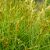 Carex mushkungimensis - pálmalevelű sás