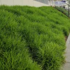 Carex mushkungimensis - pálmalevelű sás