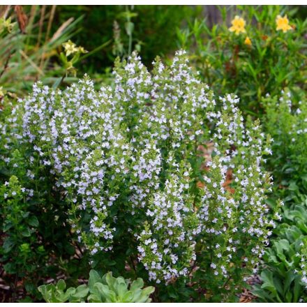 Calamintha nepeta Marvelette Blue - pereszlény