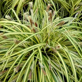 Carex oshimensis Evergold- tarka sás