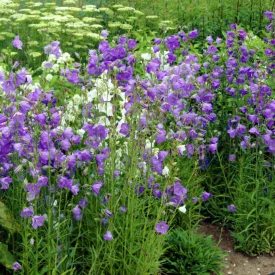 Campanula persicifolia Caerulea - baracklevelű harangvirág