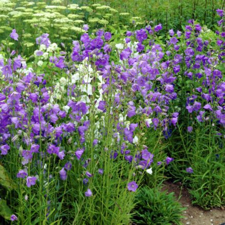 Campanula persicifolia Caerulea - baracklevelű harangvirág