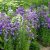 Campanula persicifolia Caerulea - baracklevelű harangvirág