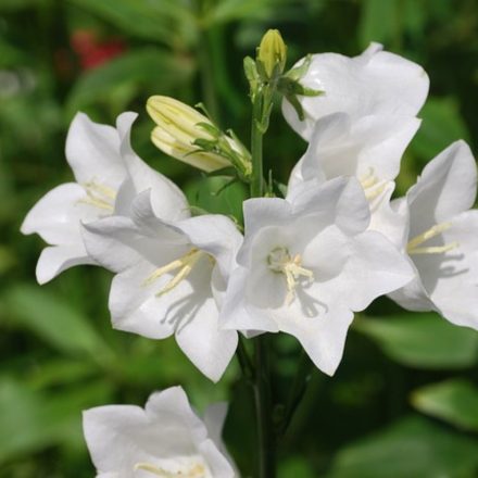 Campanula persicifolia Takion White - baracklevelű harangvirág