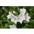 Campanula persicifolia Takion White- harangvirág