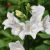 Campanula persicifolia Takion White - baracklevelű harangvirág