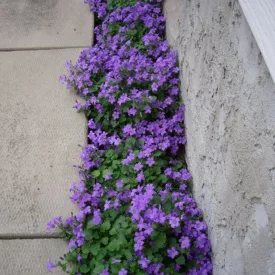 Campanula portenschlagiana Deep Blue - dalmát harangvirág