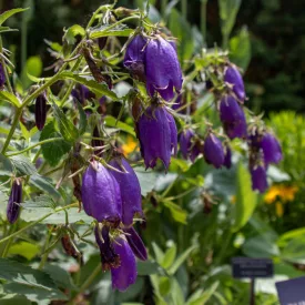Campanula Sarastro - harangvirág