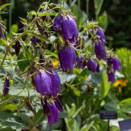 Campanula Sarastro - harangvirág