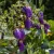 Campanula Sarastro - harangvirág