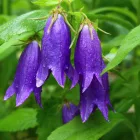 Campanula Sarastro - harangvirág