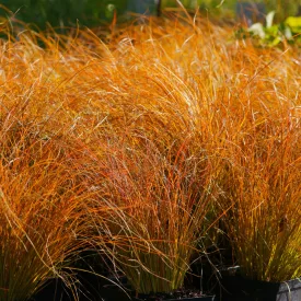 Carex testacea Prairie Fire - narancsos sás