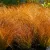 Carex testacea Prairie Fire - narancsos sás