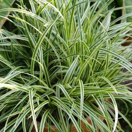 Carex Vanilla Ice - tarka sás