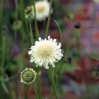 Cephalaria gigantea - óriás fejvirág