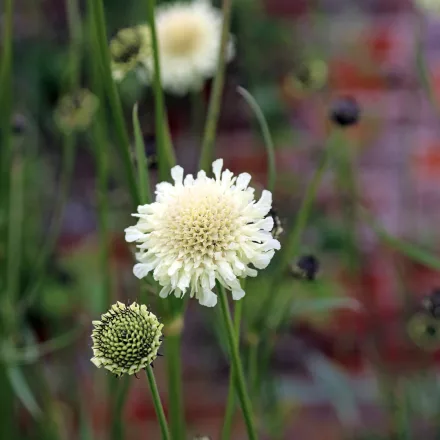 Cephalaria gigantea - óriás fejvirág