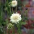 Cephalaria gigantea - óriás fejvirág