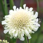Cephalaria gigantea - óriás fejvirág