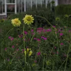 Cephalaria gigantea - óriás fejvirág