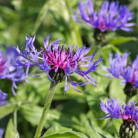 Centaurea montana - hegyi imola