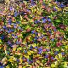 Ceratostigma plumbaginoides - kékgyökér
