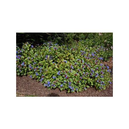 Ceratostigma plumbaginoides- kékgyökér