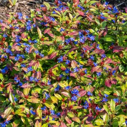 Ceratostigma plumbaginoides - kékgyökér
