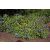 Ceratostigma plumbaginoides- kékgyökér