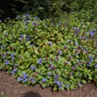 Ceratostigma plumbaginoides - kékgyökér