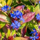 Ceratostigma plumbaginoides - kékgyökér
