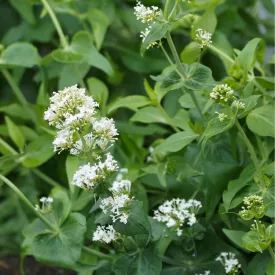 Centranthus ruber Albus - fehér színű sarkantyúvirág