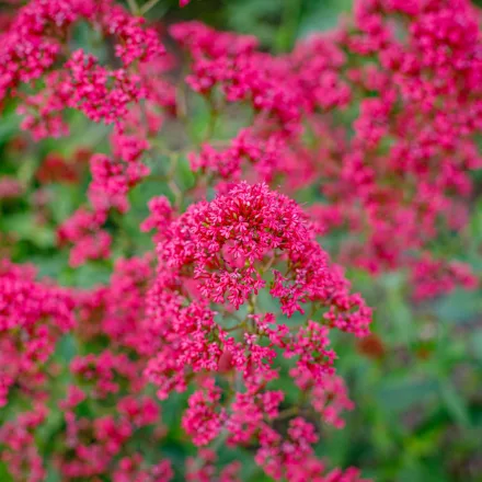 Centranthus ruber Coccineus - piros sarkantyúvirág