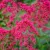 Centranthus ruber Coccineus - piros sarkantyúvirág