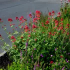 Centranthus ruber Coccineus - piros sarkantyúvirág