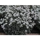 Cerastium tomentosum - molyhos madárhúr
