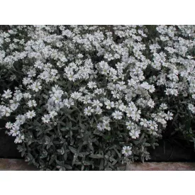 Cerastium tomentosum - molyhos madárhúr