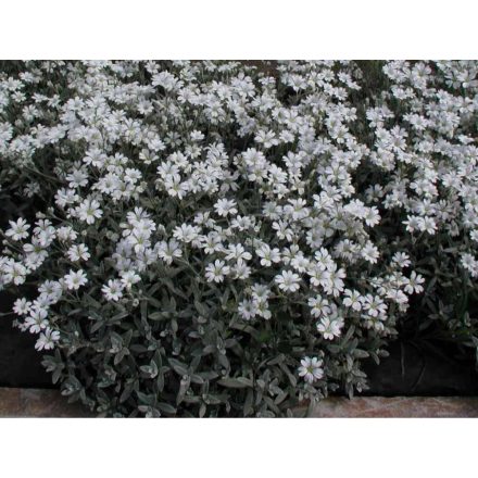 Cerastium tomentosum - molyhos madárhúr