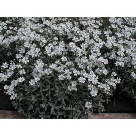 Cerastium tomentosum - molyhos madárhúr