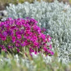 Cerastium tomentosum - molyhos madárhúr