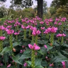 Chelone  obliqua - csinos gerlefej