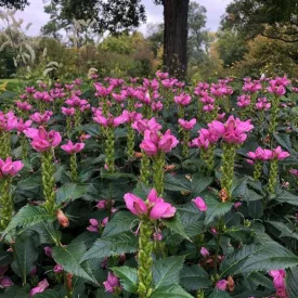 Chelone  obliqua - csinos gerlefej