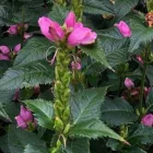 Chelone  obliqua - csinos gerlefej