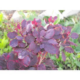   Cotinus coggygria Lilla - törpe, piroslevelű cserszömörce