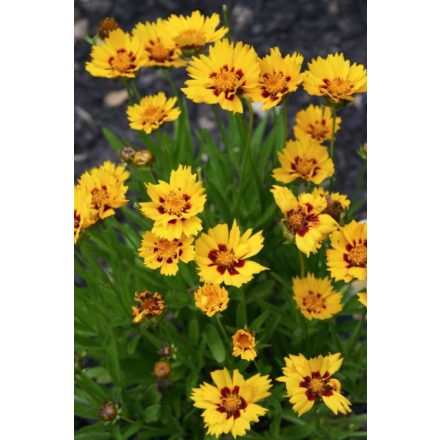 Coreopsis grandiflora Presto- nagyvirágú menyecskeszem