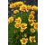 Coreopsis grandiflora Presto- nagyvirágú menyecskeszem