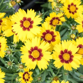   Coreopsis grandiflora Yellow & Red - nagyvirágú menyecskeszem