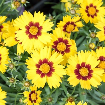 Coreopsis grandiflora Yellow & Red - nagyvirágú menyecskeszem