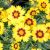 Coreopsis grandiflora Yellow & Red - nagyvirágú menyecskeszem