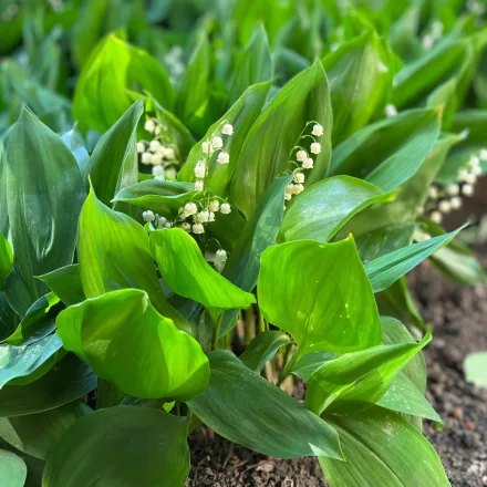 Convallaria majalis - gyöngyvirág