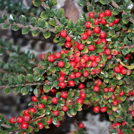 Cotoneaster procumbens Streib's Findling - aprólevelű madárbirs